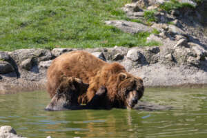 Bolik playing in the pool