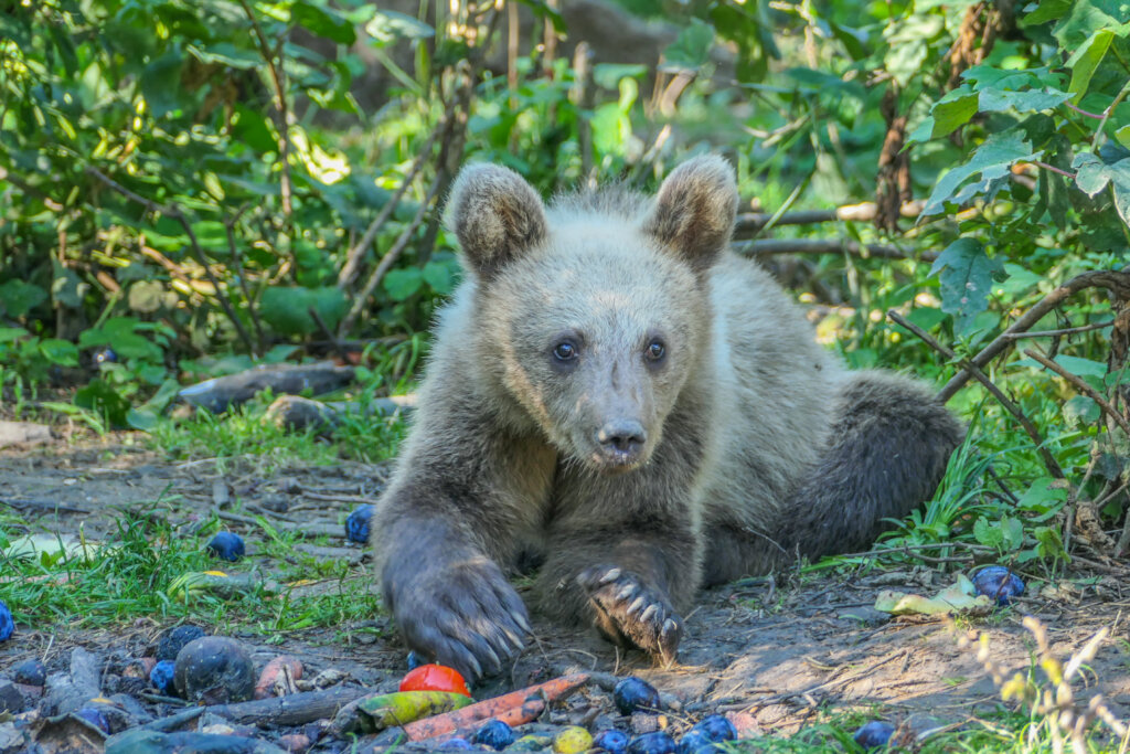 Romanian Bear Sanctuary