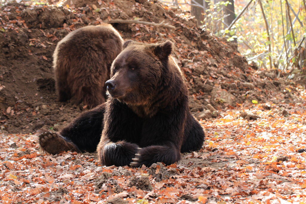 Romanian Bear Sanctuary