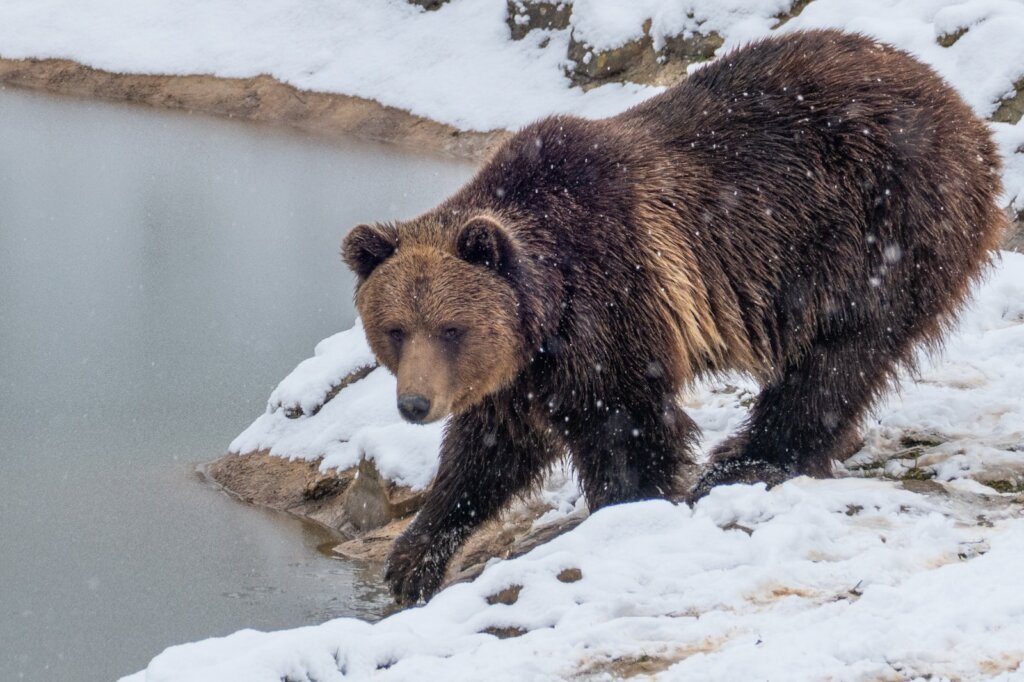 Romanian Bear Sanctuary