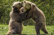 Romanian Bear Sanctuary
