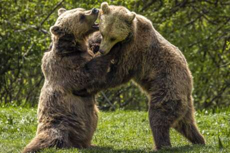 Romanian Bear Sanctuary