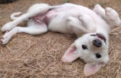 Create a safe space for puppies at Manali Strays