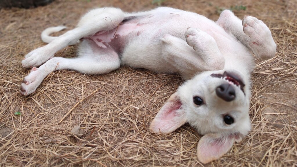 Create a safe space for puppies at Manali Strays