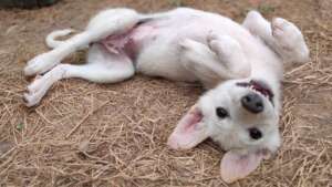 Create a safe space for puppies at Manali Strays