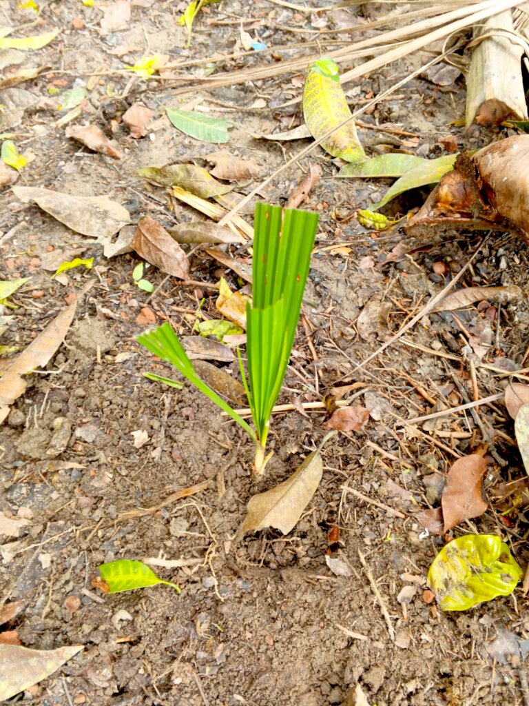 Plant Trees for Protect Thunderstorm