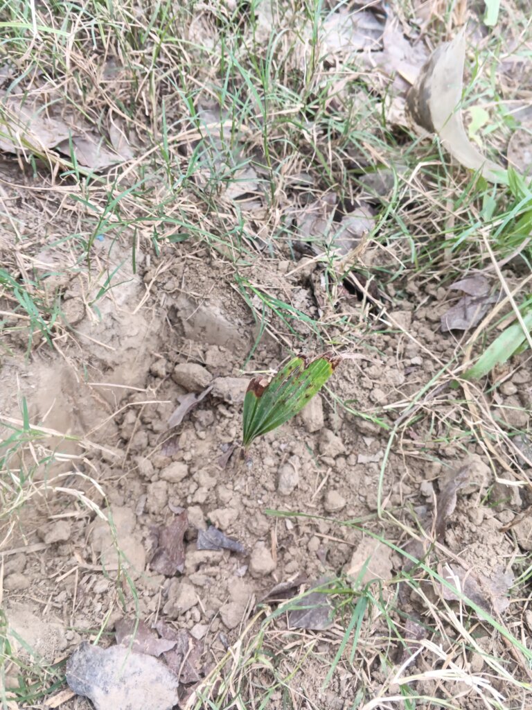Plant Trees for Protect Thunderstorm