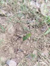 Plant Trees for Protect Thunderstorm