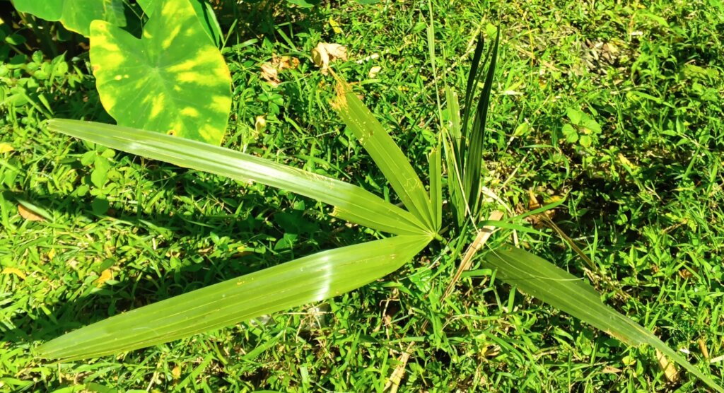 Plant Trees for Protect Thunderstorm 1