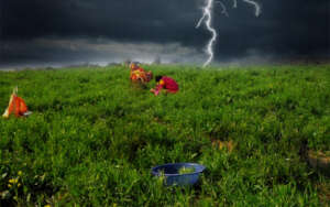Safe life from thunderstorms with plants