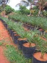 Safe life from thunderstorms with plants
