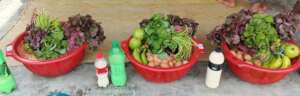 Nutritious for Mothers and children in slums