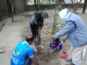 Plantation a tree
