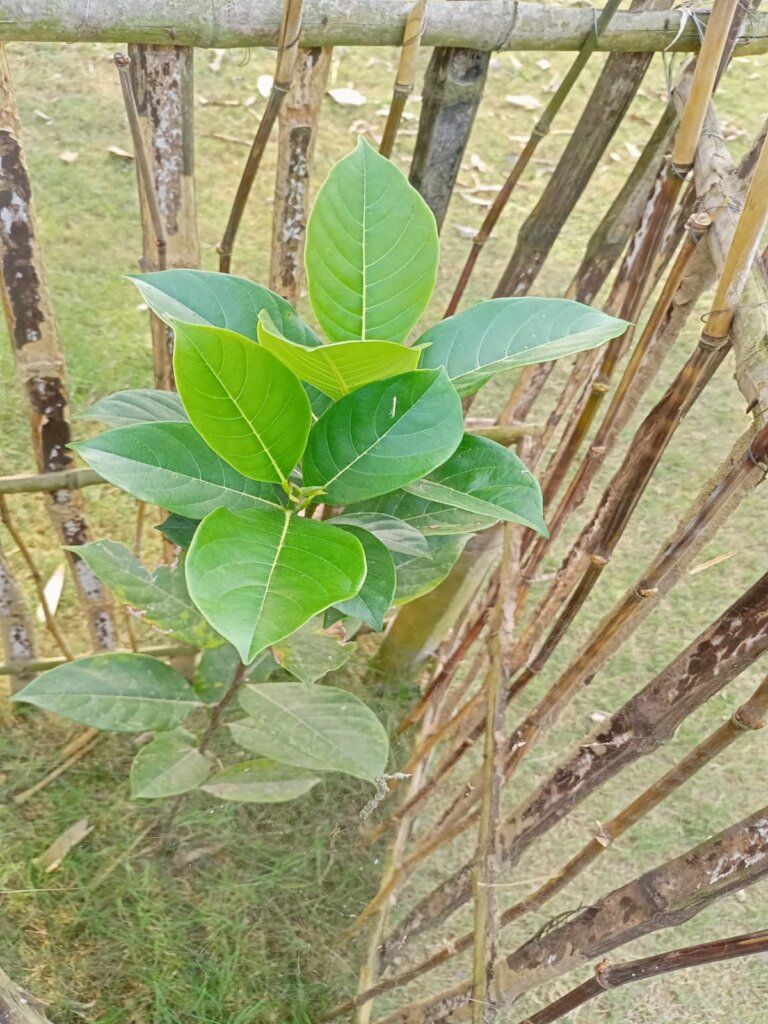 One Tree for One Child