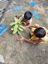 Children Planting tree together