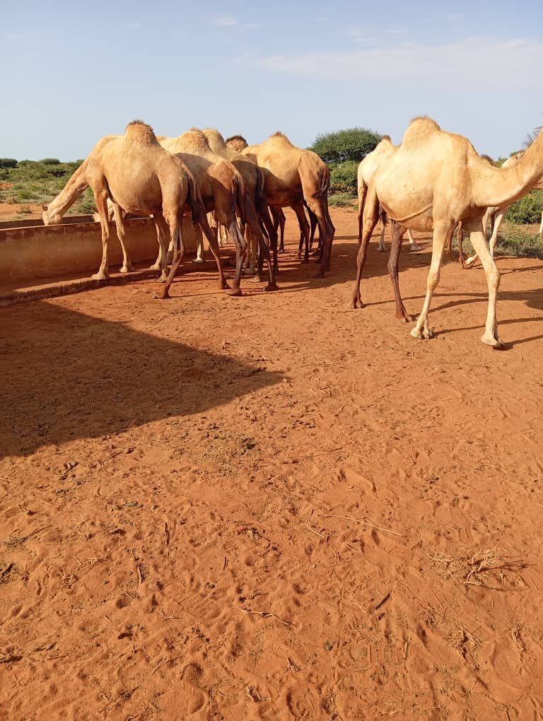 Help end perennial water scarcity for 800 families