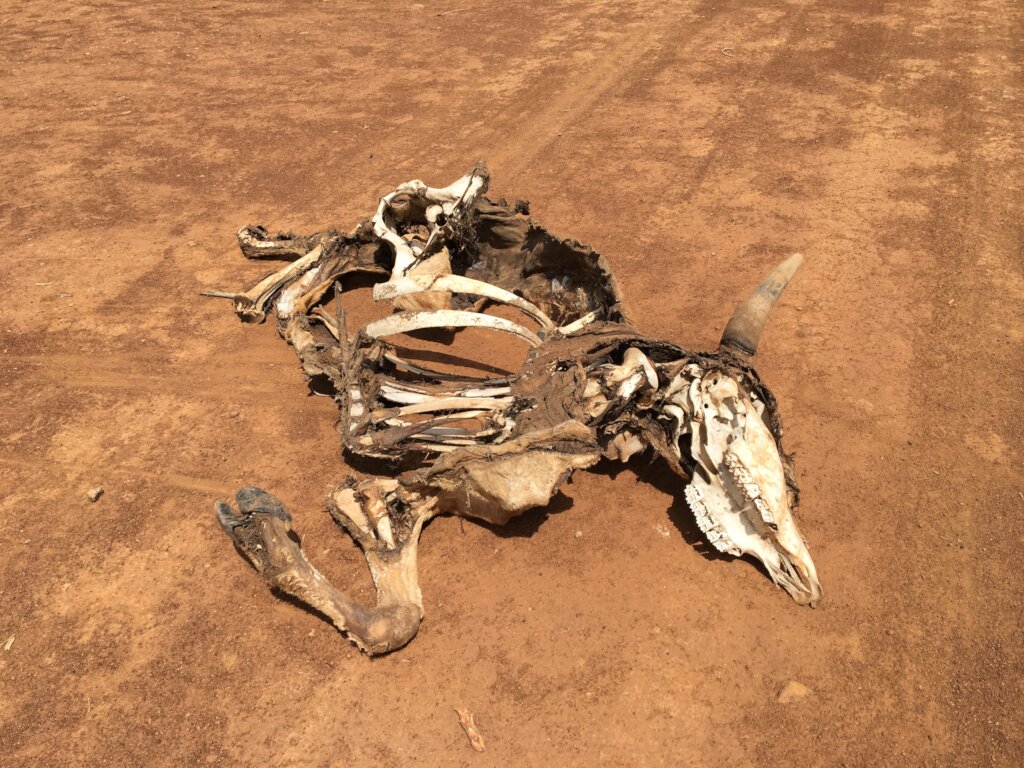 Help Kenyan Pastoralists Build Climate Resilience