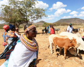 Cows are central to pastoralist culture