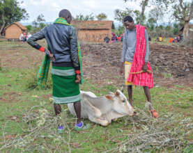 This cow died at a 2022 meeting of herders
