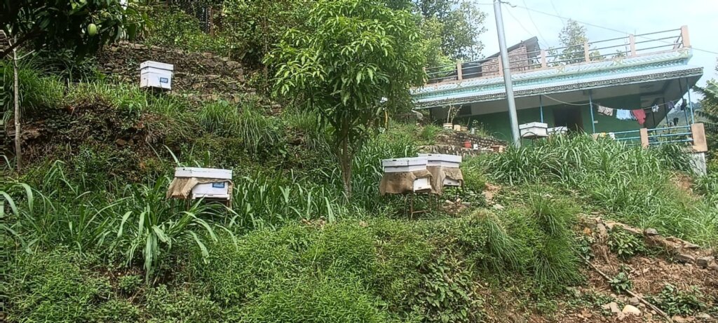 Beekeeping Initiative