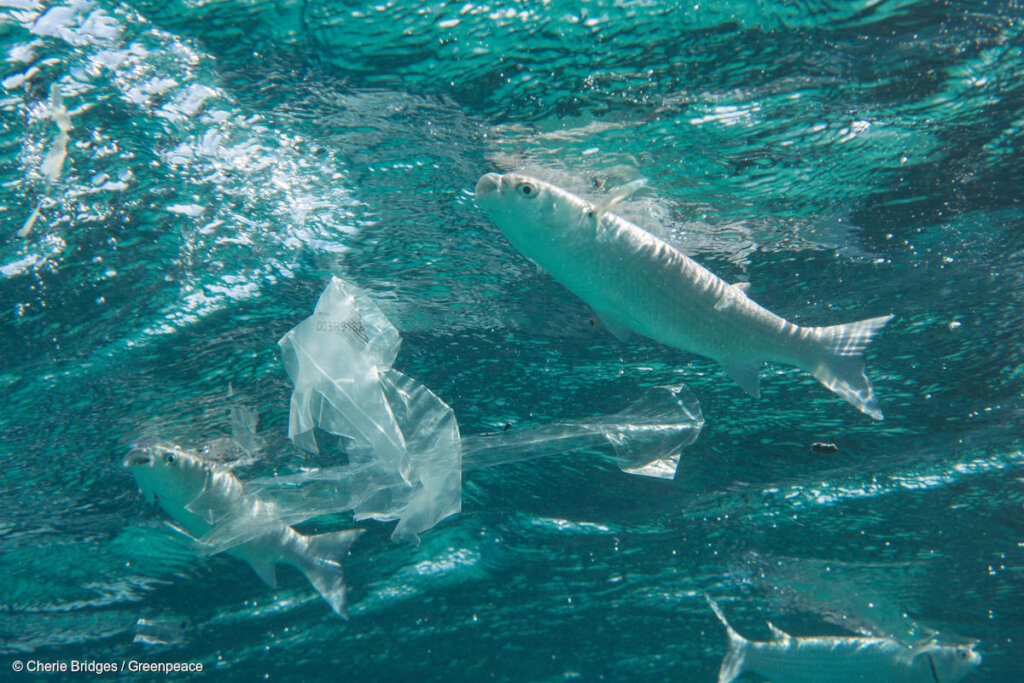 Support us in battle against single-use plastic