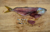 Support us in battle against single-use plastic