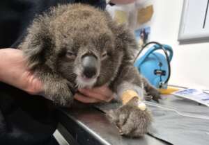 Violet the koala joey preparing for a CT scan