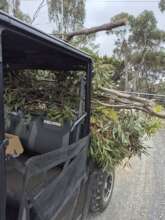 Food collection for 20+ koalas is hard work