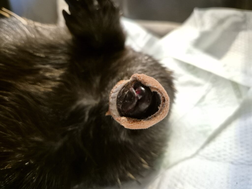 Our critical care wildlife need you!