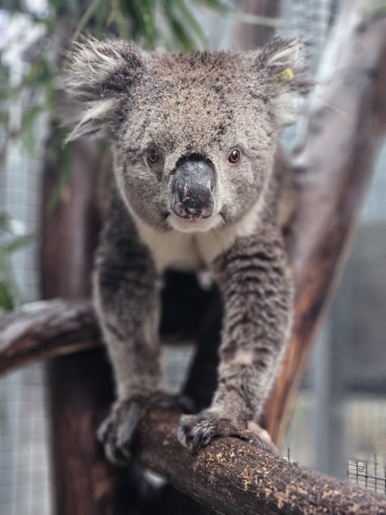 Our critical care wildlife need you!