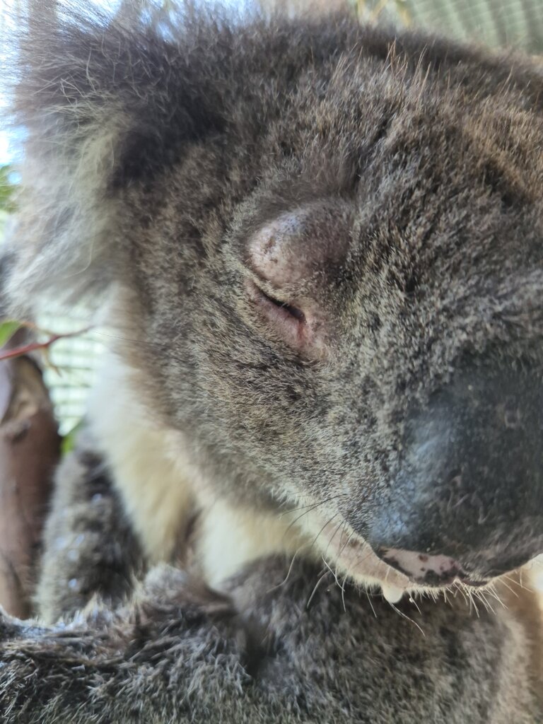 Our critical care wildlife need you!