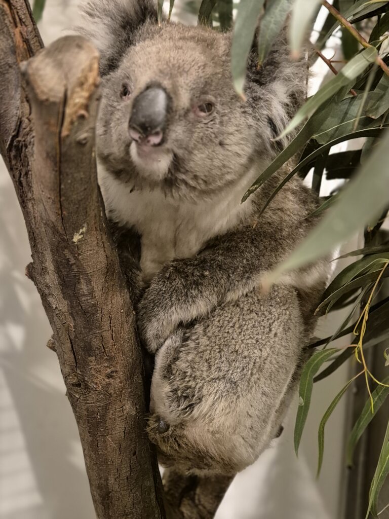 Our critical care wildlife need you!