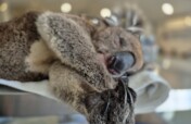 Our critical care wildlife need you!