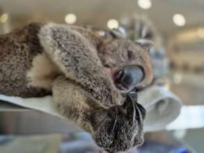 Our critical care wildlife need you!
