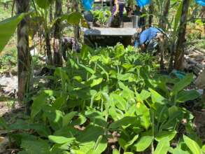 Healthy planting materials