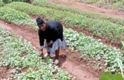 Sponsor A Garden For A Poor household in Cameroon.