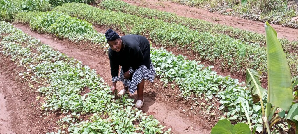 Sponsor A Garden For A Poor household in Cameroon.