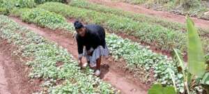 Sponsor A Garden For A Poor household in Cameroon.