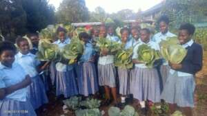 Taking home cabbages grown on the farm