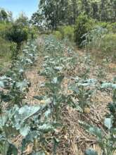 Kale - Sukumawiki growing on Neema's Farm