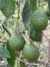Neema's first Avocados