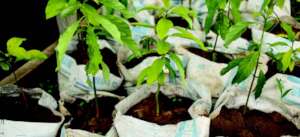 Growing vegetables in cement bags to take home