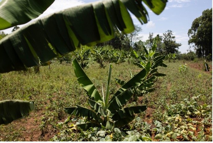 Teach permaculture& Fight Food Insecurity in Kenya