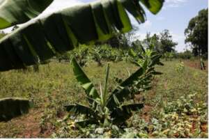 Banana Trees on Neema's permaculture farm