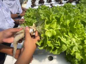 hydroponic vegetables