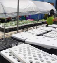 greenhouse for vegetable plot