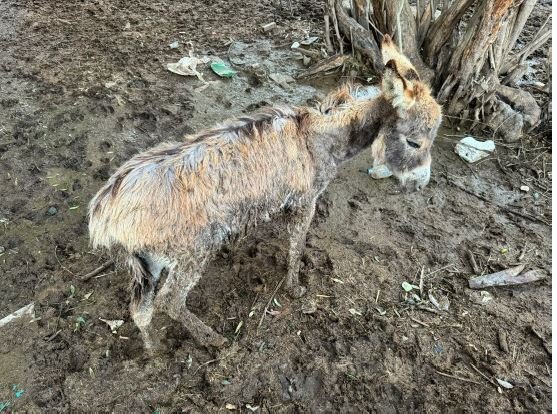 Appeal to Save the Donkeys of Gaza - GlobalGiving
