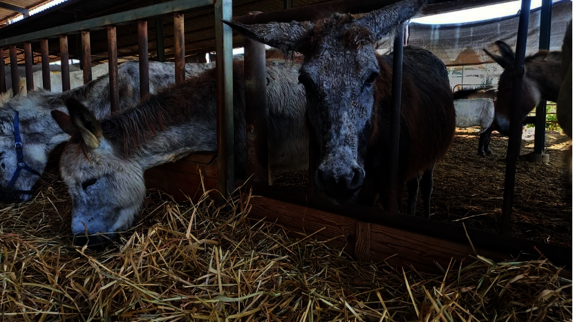 Appeal to Save the Donkeys of Gaza