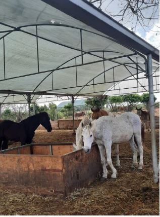 Appeal to Save the Donkeys of Gaza