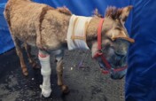 Appeal to Save the Donkeys of Gaza